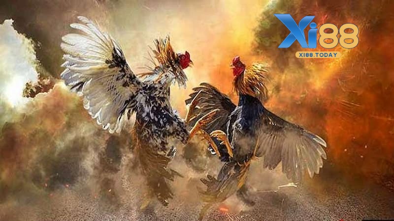 Tìm hiểu kỹ lưỡng về gà chọi trước khi cá cược Tìm hiểu kỹ lưỡng về gà chọi trước khi cá cược