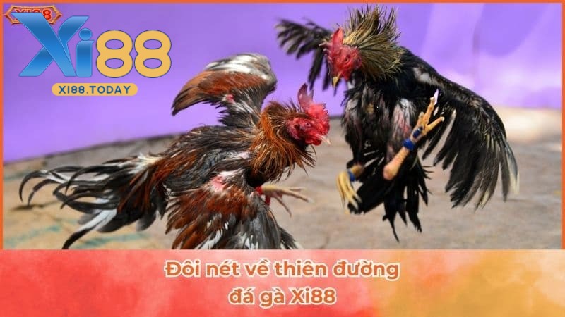 Giới thiệu về đá gà XI88 Giới thiệu về đá gà XI88