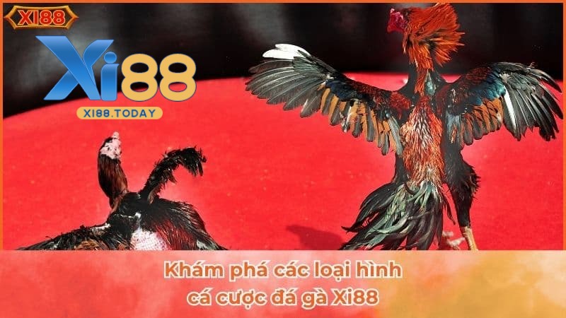 Các loại hình cá cược đá gà XI88 hot nhất Các loại hình cá cược đá gà XI88 hot nhất