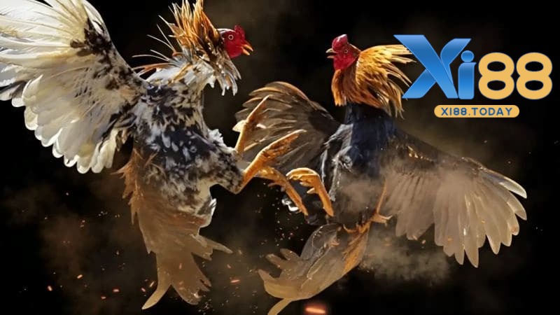 Những lợi ích khi bạn tham gia cá cược đá gà XI88 Những lợi ích khi bạn tham gia cá cược đá gà XI88