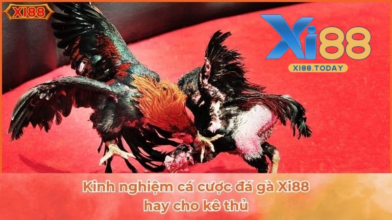 Mẹo và chiến thuật đá gà XI88 chuẩn chỉ nhất Mẹo và chiến thuật đá gà XI88 chuẩn chỉ nhất
